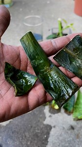 Snake plant cuttings can sometimes rot in water, especially if they sit too long without proper aeration. A good trick is to change the water every few days and keep the container in a warm, bright spot. Some people also have better success with letting the cuttings callous over for a day or two before placing them in water. #snakeplantpropagation | Foraging Fosters