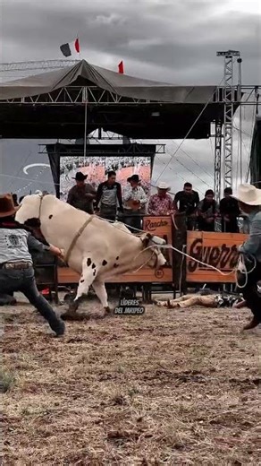 ¡Poderío puro! 💪 El toro blanco no perdonó al jinete #Shorts