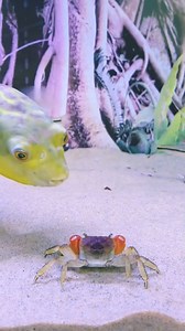 105K views · 331 reactions | Blowfish are my Friends ❤呂戀 #aquarium #fish #freshwaterfish #saltwaterfish #marinefish #tropicalfish #coldwaterfish #usa #fishtank #fishkeeping #fishtankdecor #fishtankfilter #fishtankheater #fishtanklight #fishtankplants #fishliver #fishtanksupplies #fishtankstand #fishtankthermometer #fishtankwaterchange #fishtank | Ny Pheap | Facebook