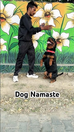 🐕‍🦺￼ROTTWEILER🐕‍🦺 basic Namaste training program tricks #youtubeshort #puppytraining #dogtrainin