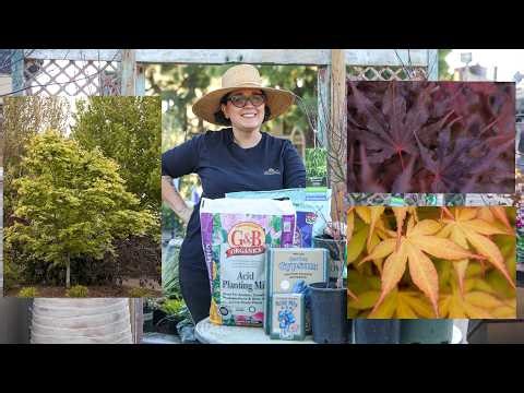 The Ultimate Guide to Planting and Caring for Japanese Maple Trees