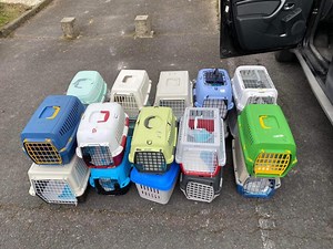 Une association rémoise accueille des chats moldaves… pour aider les chats ukrainiens - Journal L'Union