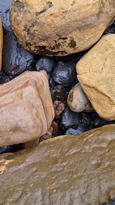 Double Ammonite nodule collected from the beach! 🤌🏼🪨🎒 #fossilhunting #fossils #reel #coast #rock #sea #beach #ammonite | All about the Fossils