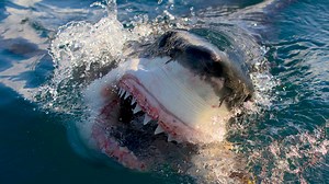 When does Shark Week start? What to know about Discovery's 2025 shark episodes