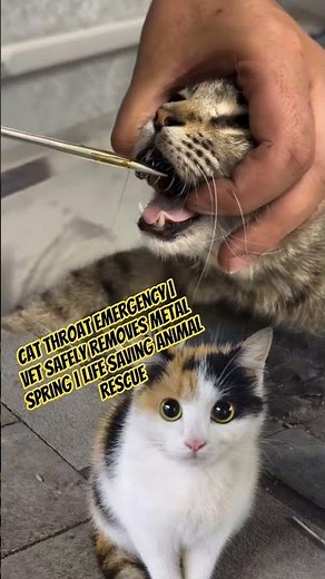 Cat Throat Emergency | Vet Safely Removes Metal Spring | Life Saving Animal Rescue #animalrescue