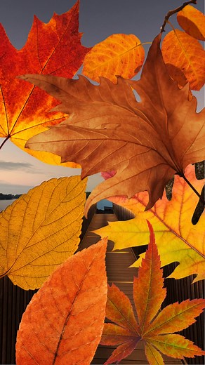 Der Herbst zeigt sich von seiner schönsten Seite – sichern Sie sich jetzt 15% Rabatt auf unsere Arrangements* und genießen Sie die Magie der fallenden Blätter am Ruppiner See. Gültig für den Reisezeitraum vom 12. Oktober bis zum 30. November 2025. Buchbar zwischen dem 1. und 31. Oktober 2025. *ausgenommen „Geschenkte Zeit“ | Resort Mark Brandenburg Neuruppin