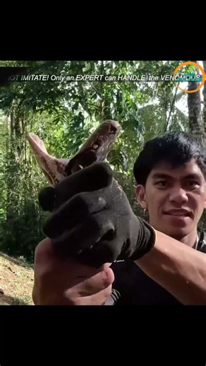SAWA NA NANLALABAN AT LUMAMON NG KAMBING ANG HINULI NILA COBRA PRINCE #cobraprince