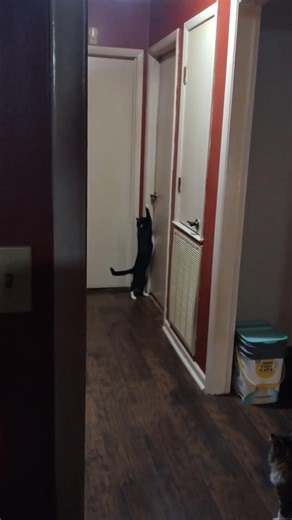 Eclipse opening the door #cutepets #catsarethebest