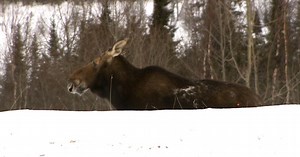 The mystery of Minnesota's disappearing moose