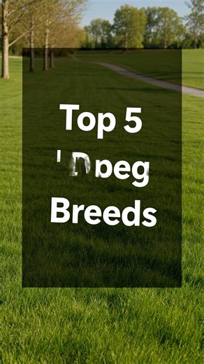 Top 5 Cutest Dog Breeds in the World 🐶