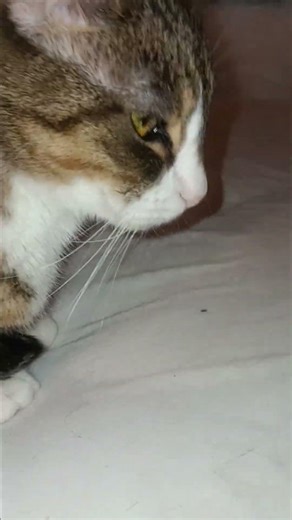 Cat Face Close-Up 😻 [CAT VIDS]