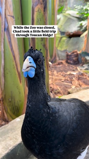 Assiniboine Park Zoo on Instagram: "While the Zoo was closed, Chad the blue-billed curassow went for a little stroll through Toucan Ridge! Field trips are fun for everyone, but they also serve as excellent enrichment for our animals! Chad had the opportunity to explore new sights, smells, and textures during his walk. Other residents, like the tortoises and free-flying birds, also had the opportunity to experience something new - Chad! The Zoo is open daily in the winter months. Come meet Chad a