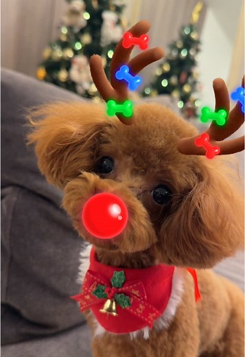 Celebrate Christmas with Today's Favorite Dance