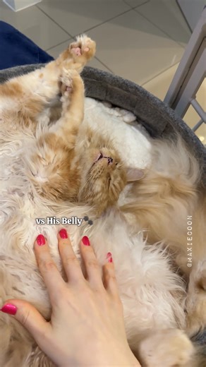 552K views · 10K reactions | Chirpy Floof  Pushing His Meow Buttons ‍♀️ #catsounds #mainecooncat #lifewithcats #maxiecoon | Maxie & Foxie Maine Coon Cats | Facebook