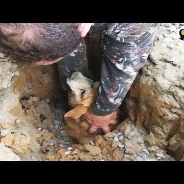 Dog Trapped Underground Rescued Just in Time | The Dodo