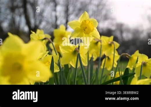 Narcissus flowers. Spring yellow daffodil blossoms in spring garden, floral background Stock Video Footage - Alamy