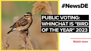 Whinchat is "Bird of the Year"