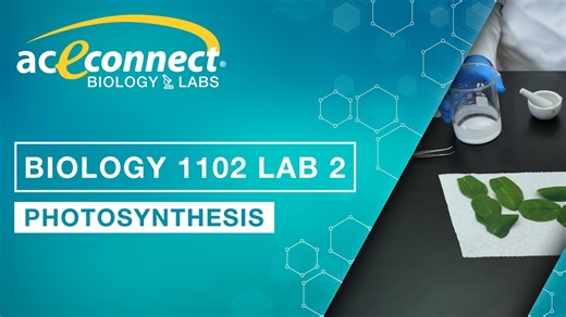 Biology 1102 Lab 2 || Photosynthesis