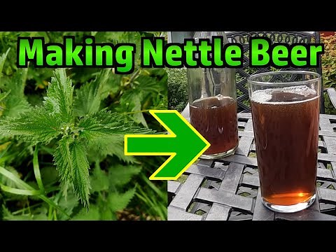 Making Stinging Nettle Beer