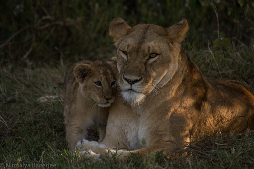 Naramat's cubs are having a rollicking time playing with a piece of dried elephant dung, oblivious to the fact that their mum is looking at prey in the distance. Soon she senses an opportunity and decides to take a closer look. One of the cubs makes to follow her, but stops when she instructs it to do so, with a quick head-rub. Video: Jui Banerjee | Nirmalya Banerjee