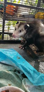 78K views · 10K reactions | Update on dog attack mama opossum. Moved to outside cage. She's eating well and very alert. Once all healed up we will release her and her babies. I was able to count 5 pinkies in her pouch. | Little Bit Wildlife Rescue | Facebook