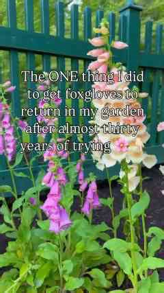 The Secret to Growing Foxgloves Again After Decades