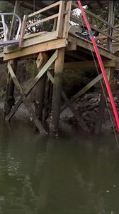 Live Fiddler Crab as bait! #reels | Beaufort SC Fishing