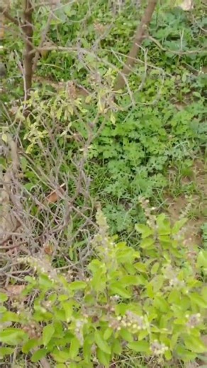 snake eat frog #minivlog #snake #youtubeshorts