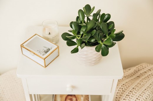 Tips for Helping Your Jade Plants to Thrive