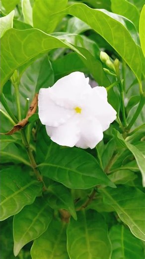 🌼 The Elegant Bloom of the Gardenia Flower | Natural Beauty in 4K 🌿 #nature #gardenplants #flowers
