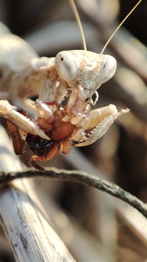 Praying Mantis Ameles decolor eating a Spider