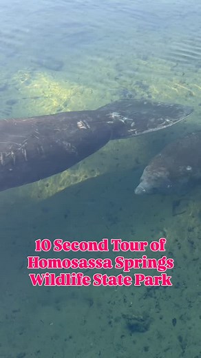 Homosassa Springs is not only one of the best spots in Florida to see manatees, it’s also an adventurous park full of native wildlife!  Don’t miss the newly reopened underwater observatory or the boat ride from the visitor center to the wildlife walkway. @livewildlyfl #homosassasprings #homosassa #manatees #wildflorida #lovefl @fl.stateparks @floridastateparksfoundation | Live Wildly Adventurist Sara | Facebook