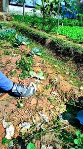 878K views · 326 reactions | Russell viper bite, #bites #snakes #short #snake #shortsvideos #animals #shortsfeed #wildlifephotography #attack #wildanimals #wildlife #nature | Shubham and Uma snake saver ranchi | Facebook