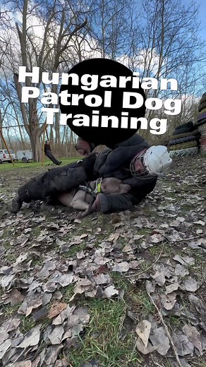 It’s something in our blood… #workingdog #workingpitbulldog #hungarianpatroldog #hpd