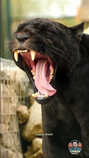 Black Panther Roar in Action! #wildlife #shortsvideo