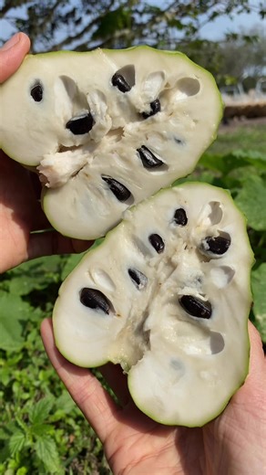 Discover the Unique Cherimoya Fruit