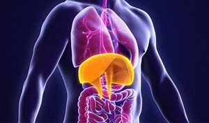 The Diaphragm ... Our Body's Silent Regulator