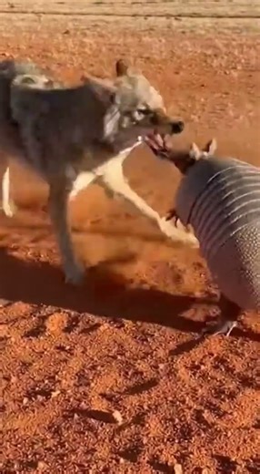 COYOTE VS ARMADILLO #viralvideo #danger #asmr #viral #rescue #realwildlife #viralshorts #viralshort