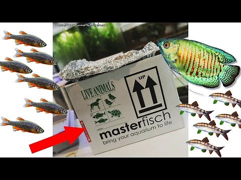 Order fish online! 100% Asian fish from MasterFisch - Pascal Aquariums Naturels