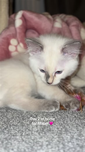Gorgeous girl has her new favorite toy 🫶🏻🩷 #ragdoll #ragdollkitten #ragdollcat #ragdollsoftiktok #kittensoftiktok