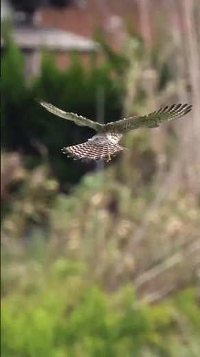 チョウゲンボウの狩のスタイル ホバリング→急降下 #birds #捕食シーン #富津 #チョウゲンボウ#猛禽類
