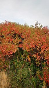 Newfoundland coastline is renowned for its dramatic cliffs, pristine trails, and charming beauty. The vibrant fall foliage provides a stunning backdrop to these natural wonders, creating a picturesque and unforgettable experience.#newfoundlandlabrador #visitnewfoundlandlabrador #explorenl #newfoundland #fall | Visit Newfoundland and Labrador
