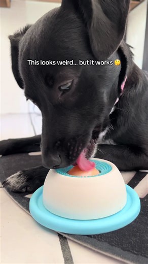 Creative Puppy Training Techniques for Calm Dogs
