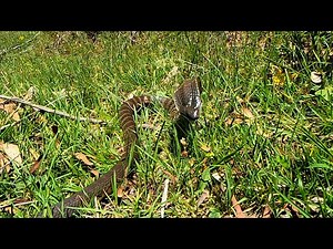 Deadly Australian Snakes