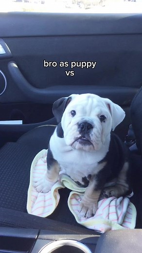 Hilarious English Bulldog Video: Playful Amanda Meets a New Friend!