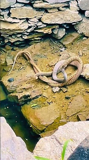 SHOCKING! Two Giant Rat Snakes Mating Inside Water Tunnel 😱 | Rare Snake Footage