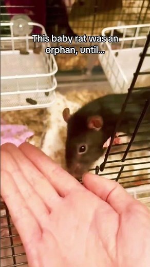 And that’s what we call a rat-option (rat adoption)