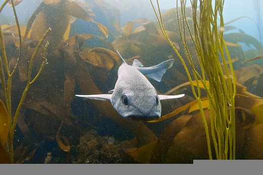 Everything You Need to Know About Dogfish