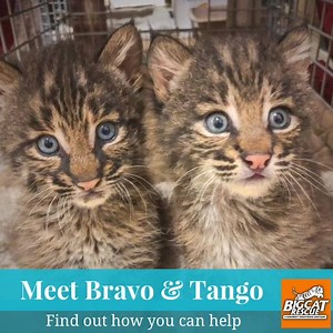 1.7K reactions · 259 shares | What happened to their mom? We don’t know, but we hope she survived- Follow their journey... | Big Cat Rescue | Facebook