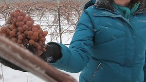 54K views · 405 reactions | Learn how ice wine is made from Anthony Vineyards harvested grapes at Northern Sun Winery in Bark River, Michigan. The fruit remains on the vine until frozen and then picked to create a unique wine experience. Who wants to try this?  One more reason to VisitEscanaba.com for your next Upper Peninsula adventure. #icewine #winery #vineyard #barkriver #northernsun #puremichigan #uptravel #visitescanaba | Visit Escanaba | Facebook